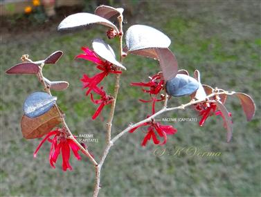  Flowering branch